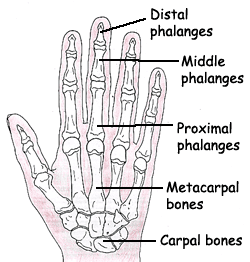 Hand, Distal phalanges, Middle phalanges, Proximal phalanges, Metacarpal bones, Carpal Bones